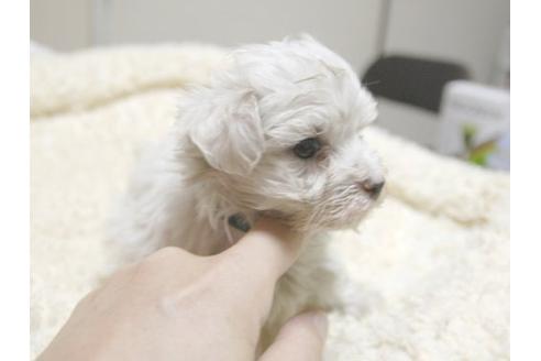 成約済の埼玉県のマルチーズ-22998の3枚目