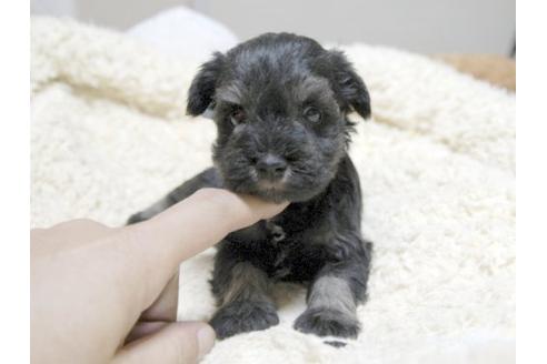 成約済の埼玉県のミニチュアシュナウザー-22434の1枚目