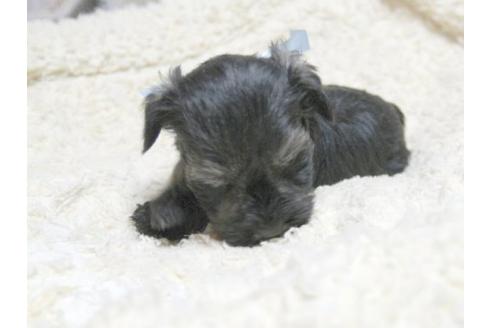 成約済の埼玉県のミニチュアシュナウザー-22434の3枚目