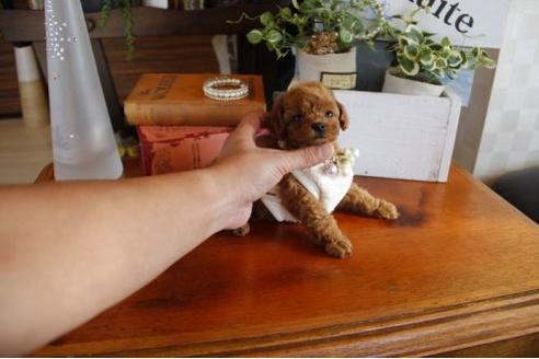 成約済の埼玉県のトイプードル-22999の1枚目