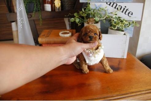 成約済の埼玉県のトイプードル-22999の2枚目