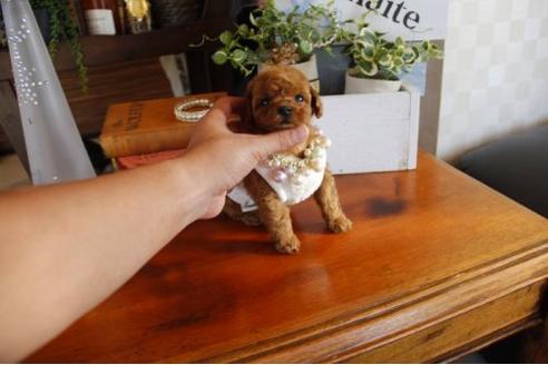 成約済の埼玉県のトイプードル-22999の3枚目