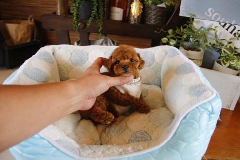 成約済の埼玉県のトイプードル-23000の1枚目