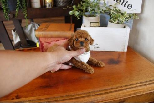 成約済の埼玉県のトイプードル-23000の2枚目