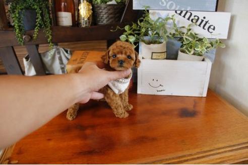 成約済の埼玉県のトイプードル-23000の3枚目