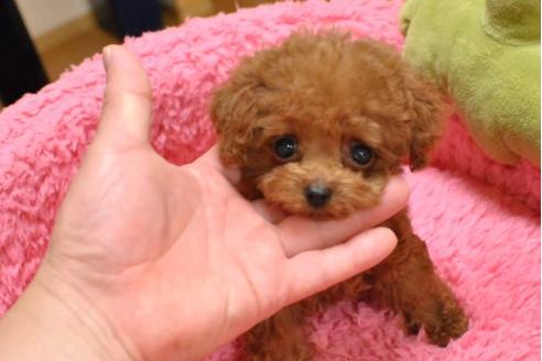 成約済の茨城県のトイプードル-23024の3枚目