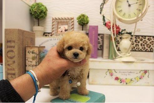 成約済の大阪府のトイプードル-23026の1枚目
