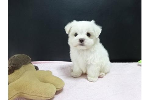 成約済の大阪府のマルチーズ-23043の2枚目