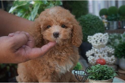成約済の京都府のトイプードル-22496の2枚目