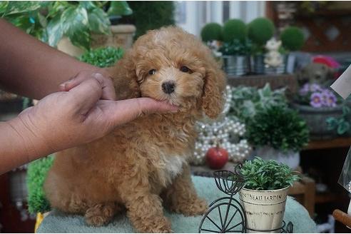 成約済の京都府のトイプードル-22496の1枚目