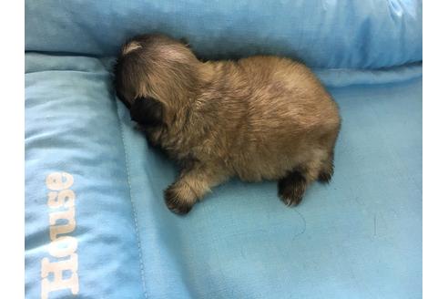 成約済の愛知県のペキニーズ-23071の2枚目