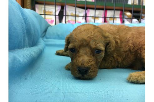 成約済の愛知県のトイプードル-23074の1枚目