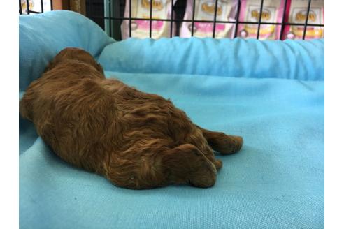 成約済の愛知県のトイプードル-23075の4枚目