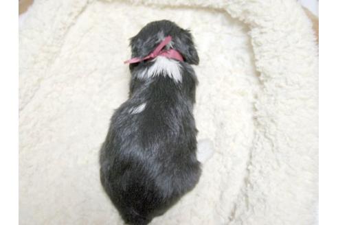 成約済の埼玉県のキャバリアキングチャールズスパニエル-22611の2枚目