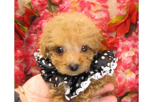 成約済の茨城県のトイプードル-23089の1枚目