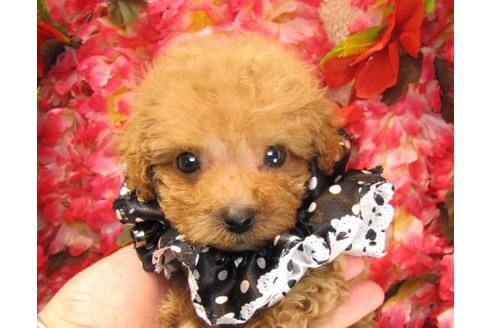 成約済の茨城県のトイプードル-23089の2枚目