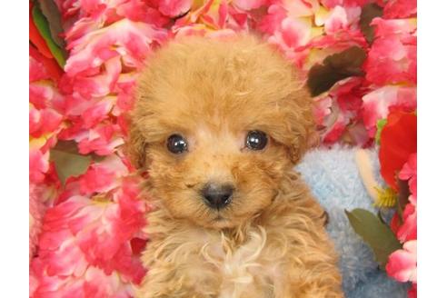 成約済の茨城県のトイプードル-23089の3枚目