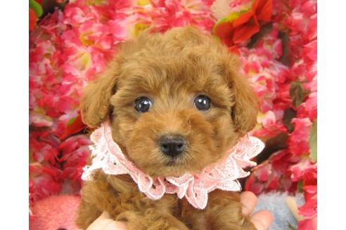 成約済の茨城県のトイプードル-23090の1枚目