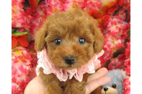 成約済の茨城県のトイプードル-23090の2枚目