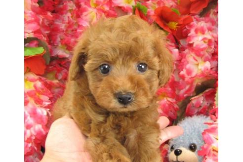 成約済の茨城県のトイプードル-23090の3枚目