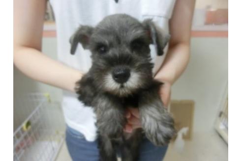 成約済の福岡県のミニチュアシュナウザー-23107の1枚目