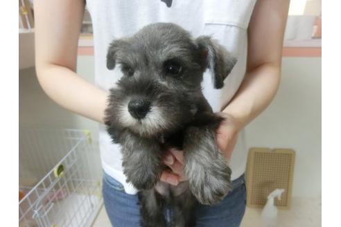 成約済の福岡県のミニチュアシュナウザー-23107の2枚目