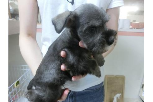 成約済の福岡県のミニチュアシュナウザー-23107の3枚目