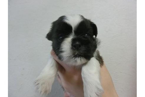 成約済の福岡県のシーズー-22609の1枚目