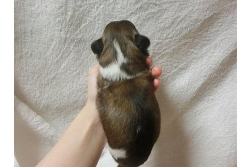 成約済の福岡県のシーズー-22609の2枚目