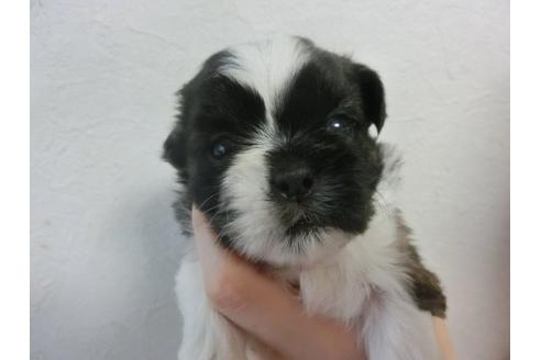 成約済の福岡県のシーズー-22609の3枚目