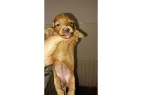 成約済の山口県のミックス犬-22539の1枚目