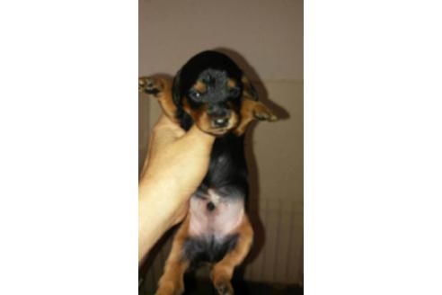 成約済の山口県のミックス犬-22541の1枚目