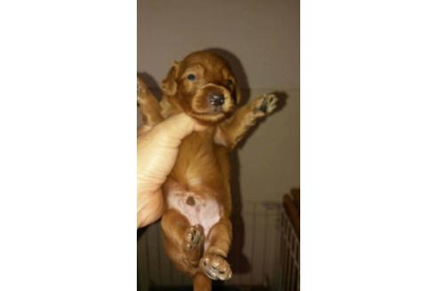 成約済の山口県のミックス犬-22540の1枚目