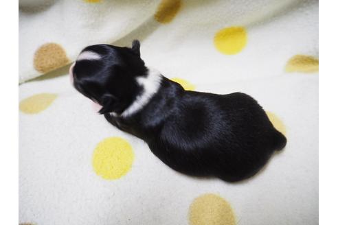 成約済の愛知県のチワワ-23115の4枚目