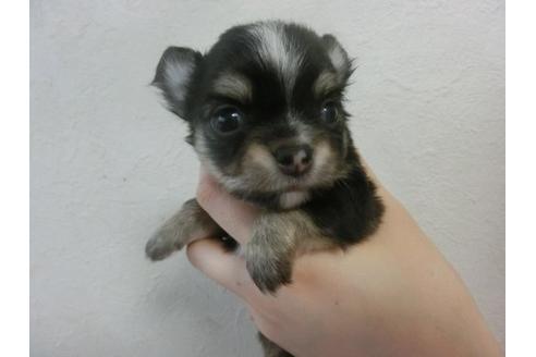 成約済の福岡県のチワワ-22642の1枚目