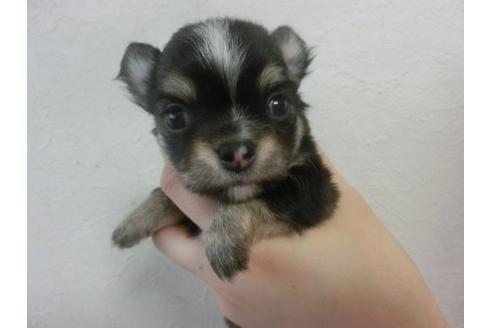 成約済の福岡県のチワワ-22642の2枚目