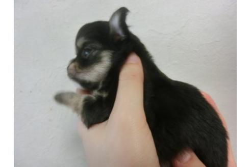 成約済の福岡県のチワワ-22642の3枚目