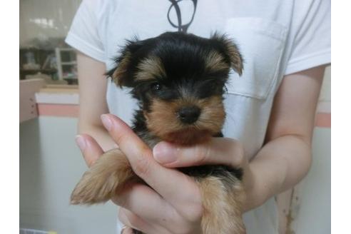 成約済の福岡県のヨークシャーテリア-23127の1枚目