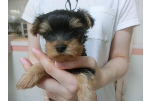 成約済の福岡県のヨークシャーテリア-23127の2枚目