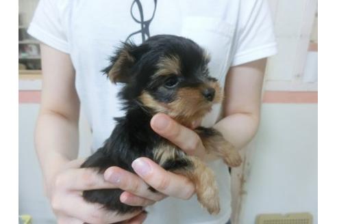 成約済の福岡県のヨークシャーテリア-23127の3枚目