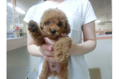 成約済の福岡県のトイプードル-23128の1枚目