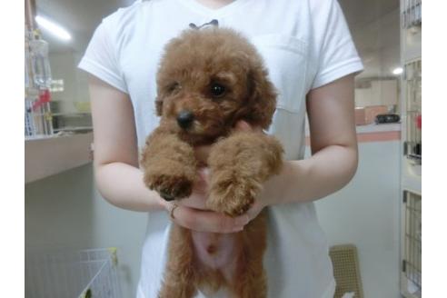 成約済の福岡県のトイプードル-23128の2枚目