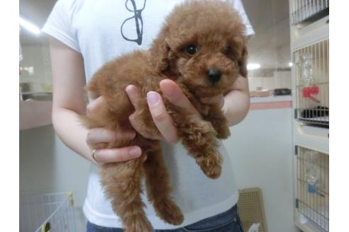 成約済の福岡県のトイプードル-23128の3枚目