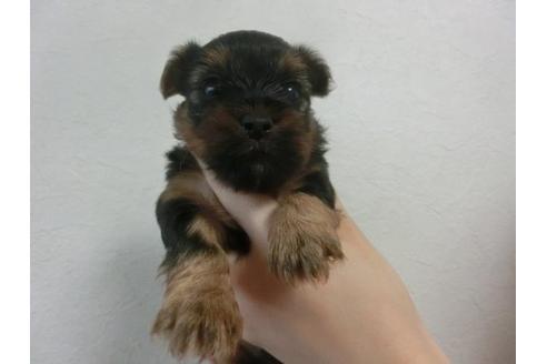 成約済の福岡県のヨークシャーテリア-23131の1枚目