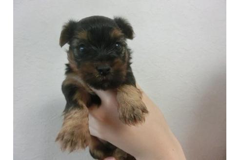 成約済の福岡県のヨークシャーテリア-23131の2枚目