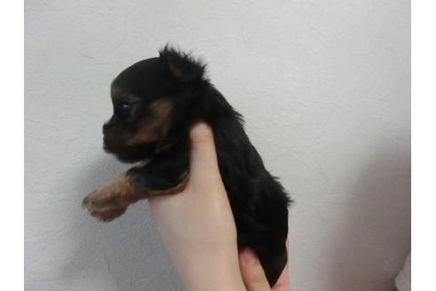 成約済の福岡県のヨークシャーテリア-23131の3枚目