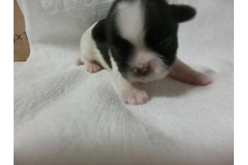 成約済の福岡県のシーズー-23132の1枚目