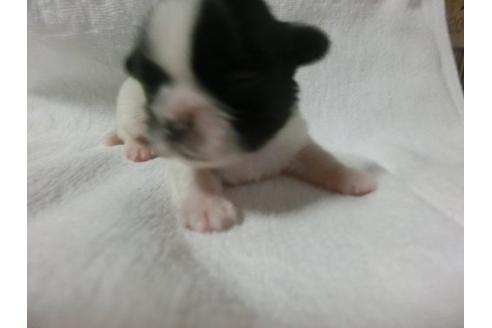 成約済の福岡県のシーズー-23132の2枚目