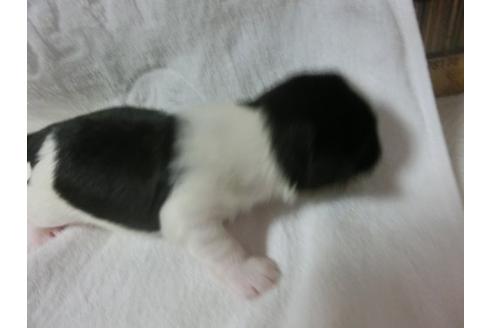 成約済の福岡県のシーズー-23132の3枚目