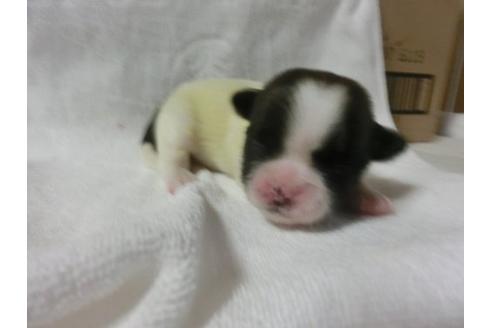 成約済の福岡県のシーズー-23133の1枚目